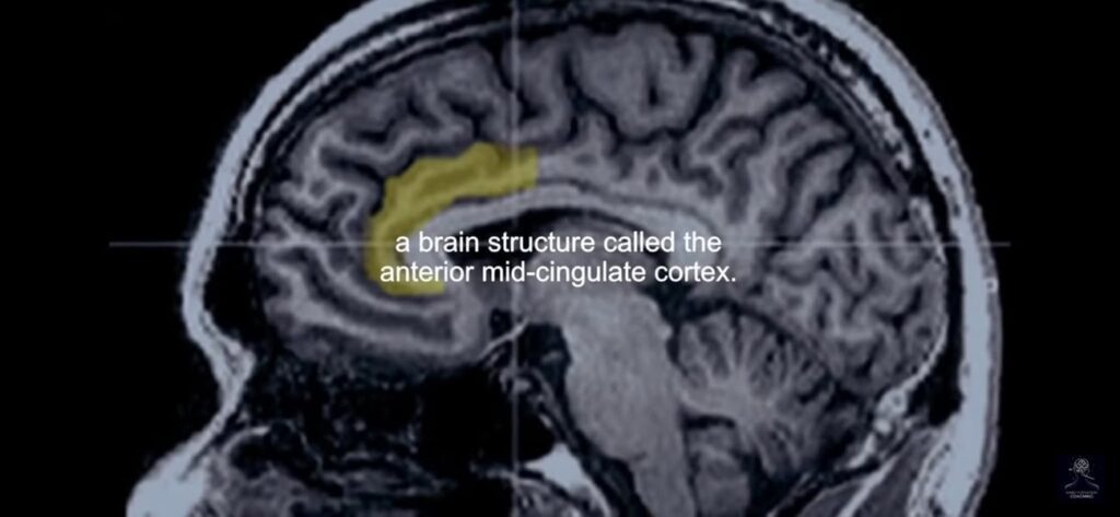 your brain is wired for growth, and the anterior mid-cingulate…