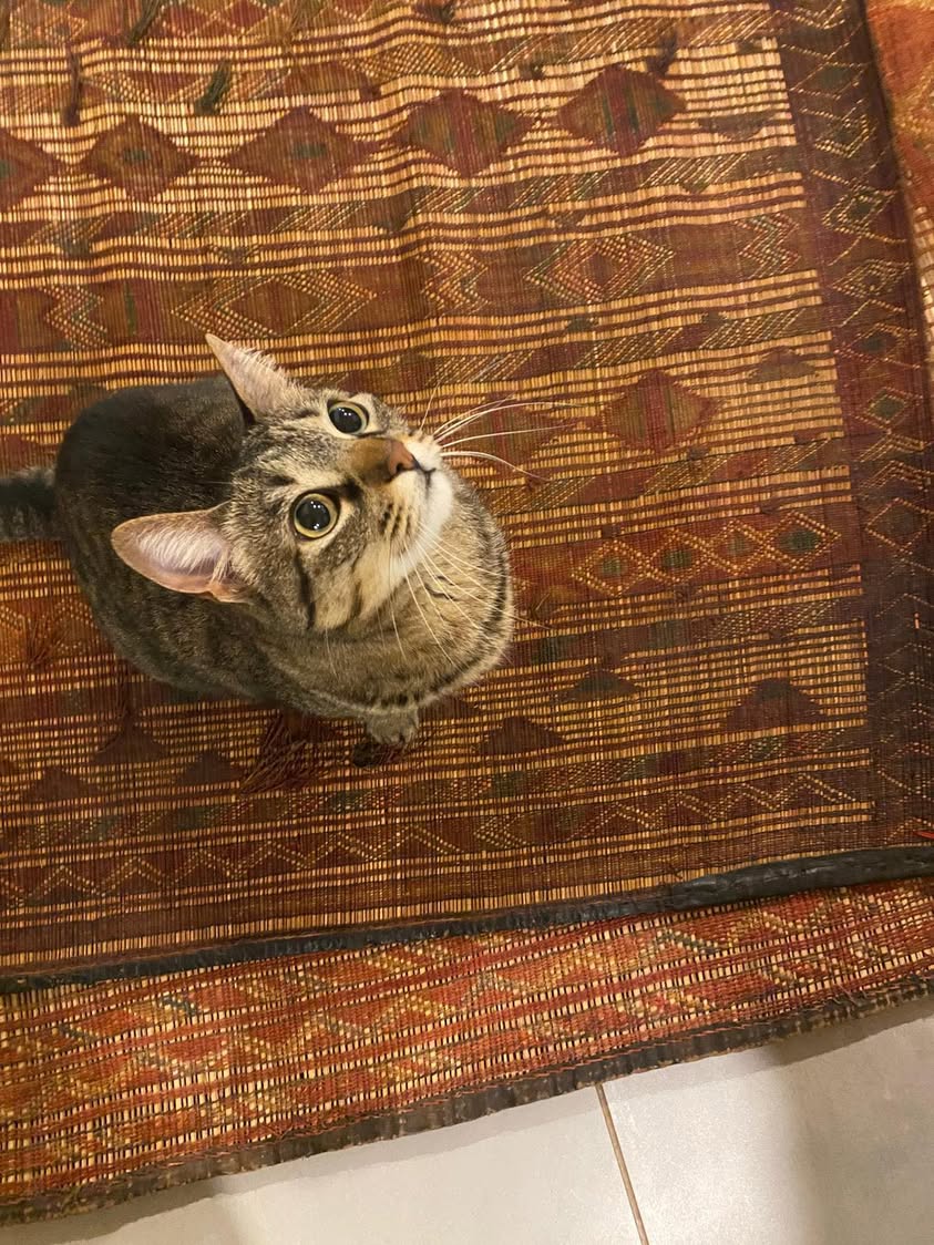 Tuly on my Tuareg mat, my desert, woven. Strips of…