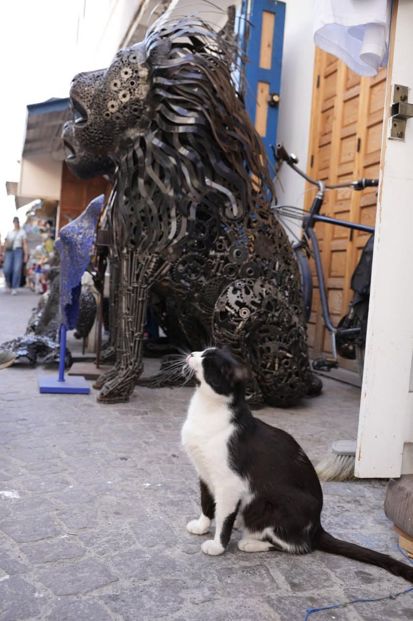 Iza didn’t take cat photos, she directed them She spotted…